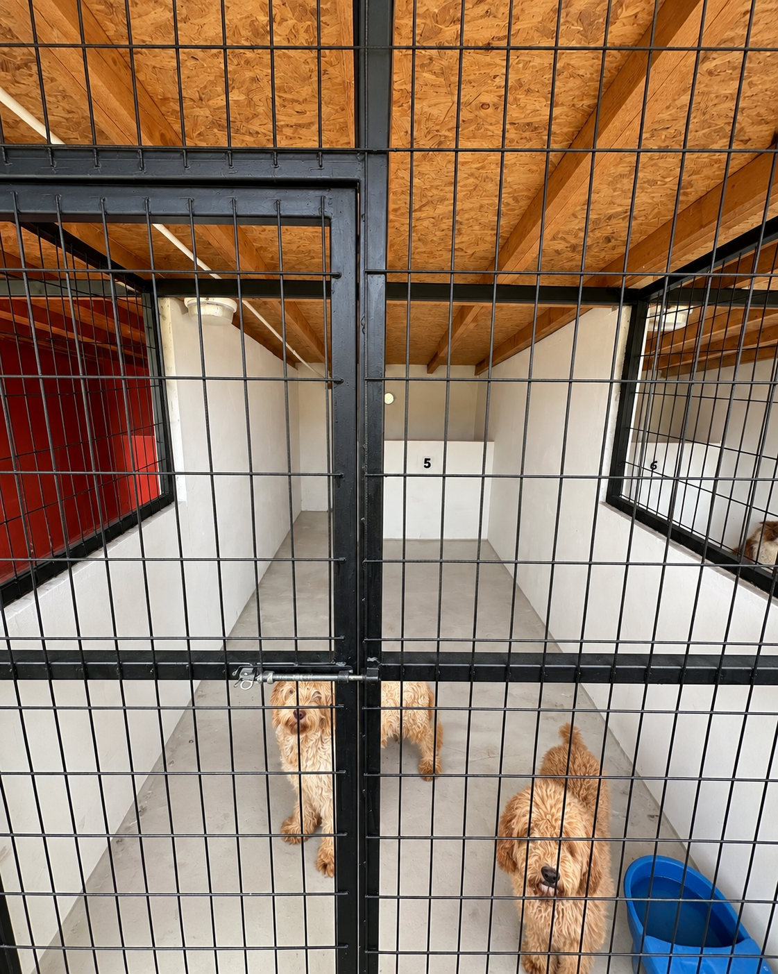 Kayrancık köpek konaklama alanı kafes 5