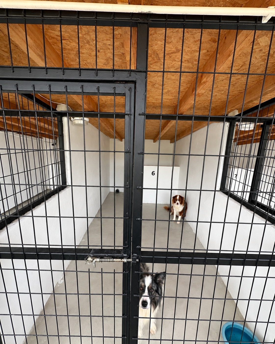 Kayrancık köpek konaklama alanı kafes 6