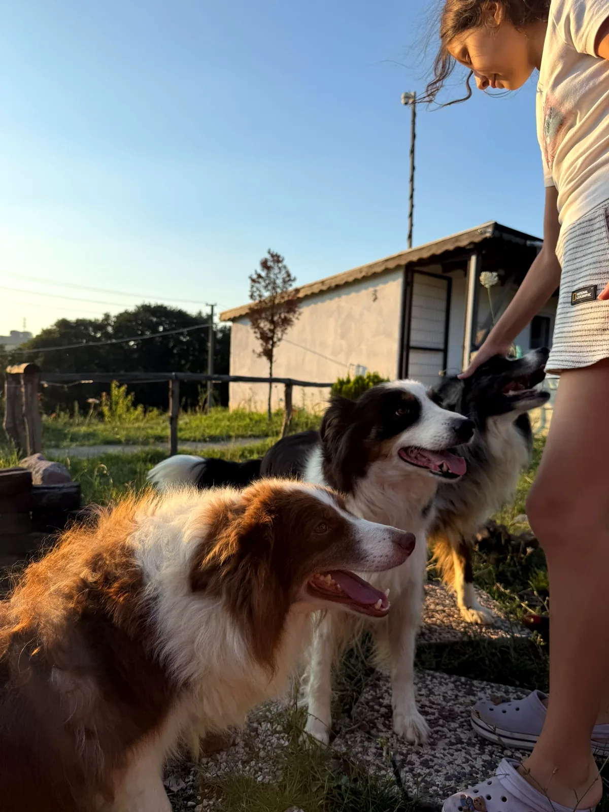 Kayrancık Köpek Rehberi