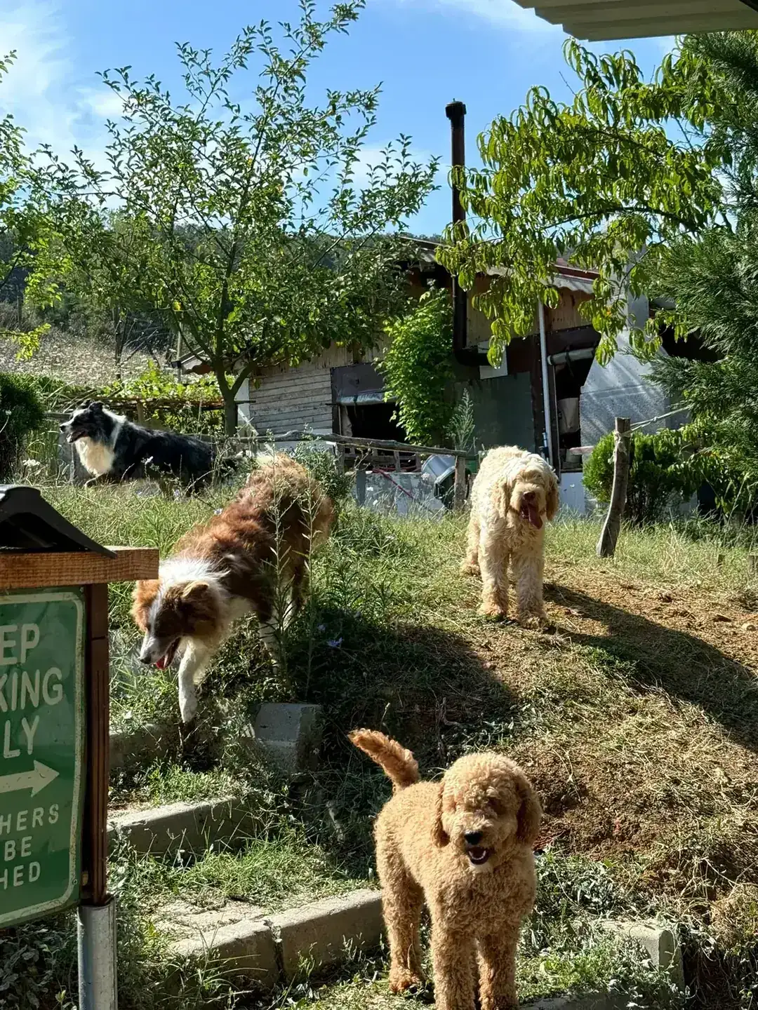 Kayrancık Köpek Irkları Kütüphanesi